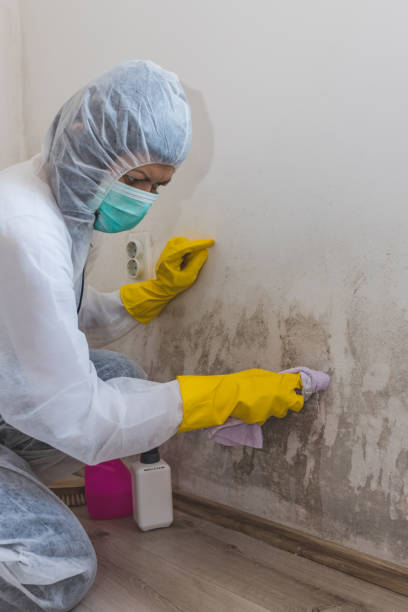  Deforest, WI Mold Removal Pros